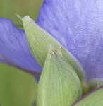 Spiderwort